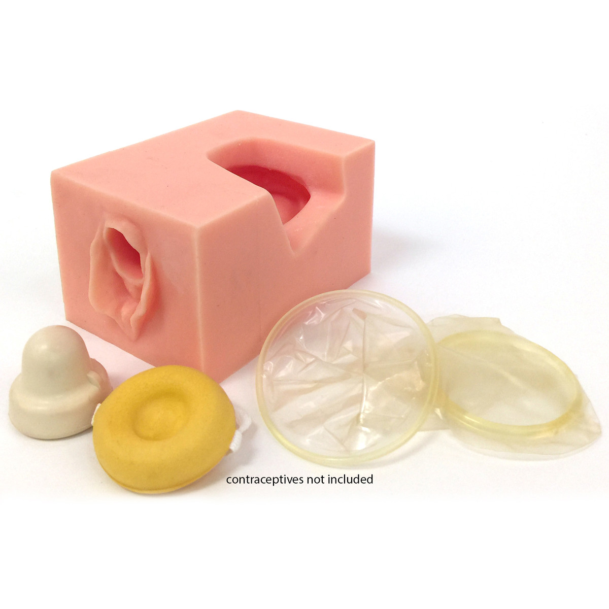 Female Pelvis Contraceptive Model - WRS