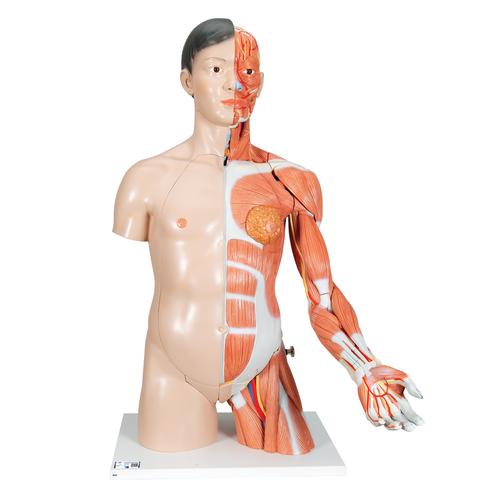 Life-Size Asian Dual Sex Human Torso Model with Muscular Arm, 33 part - 3B