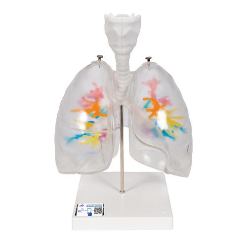 CT Bronchial Tree Model with Larynx & Transparent Lungs - 3B