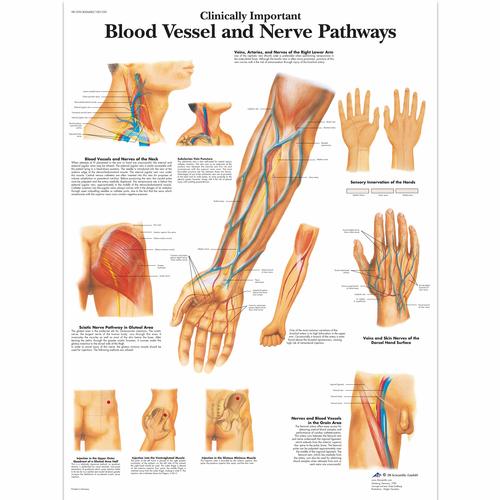 Clinically Important Blood Vessel and Nerve Pathways Chart - 3B