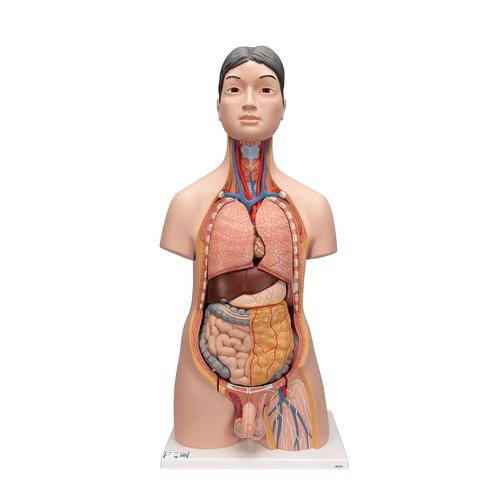 Deluxe Asian Dual Sex Human Torso Model, 18 part - 3B