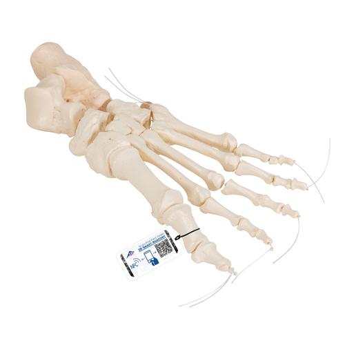 Human Foot Skeleton, Loosely Threaded on Nylon String- 3B