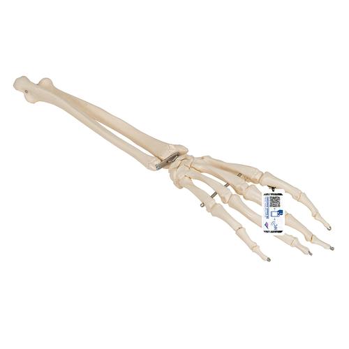 Human Hand Skeleton Model with Ulna & Radius, Wire Mounted - 3B