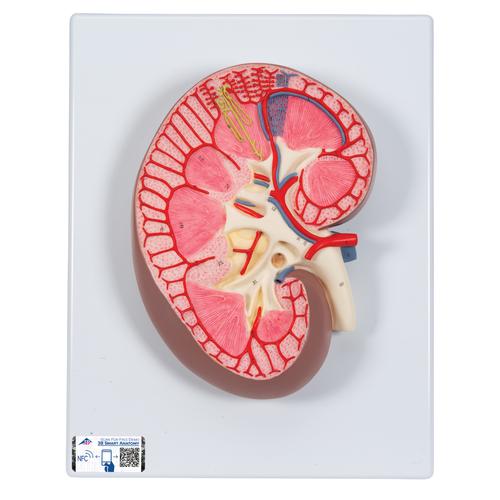 Kidney Section Model, 3 times Full-Size - 3B