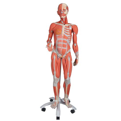 3/4 Life-Size Female Human Muscle Model without Internal Organs on Metal Stand, 23 part -3B