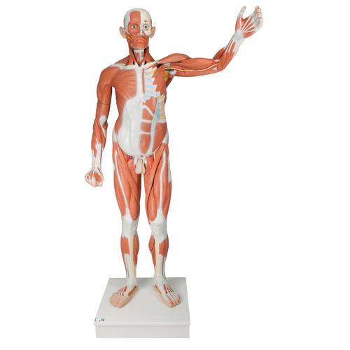 Life-Size Human Male Muscular Figure, 37 part -3B