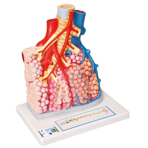 Model of Pulmonary Lobule with Surrounding Blood Vessels, 130 times Magnified - 3B