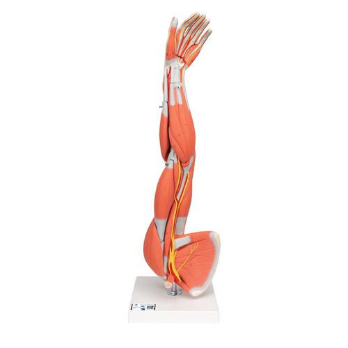 Muscle Arm Model, 3/4 Life-Size, 6 part - 3B