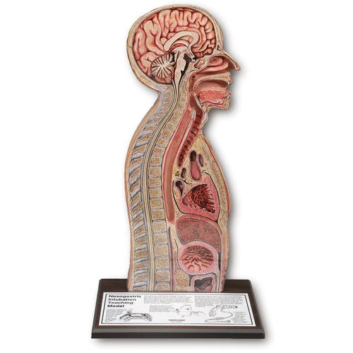 Nasogastric Intubation Model - 3B