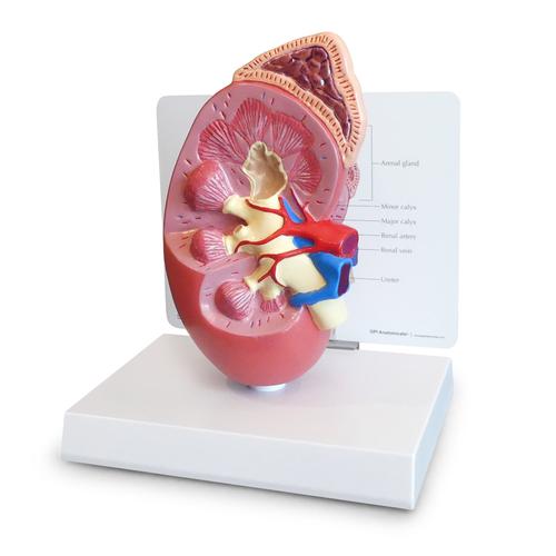 Normal Kidney Model - 3B