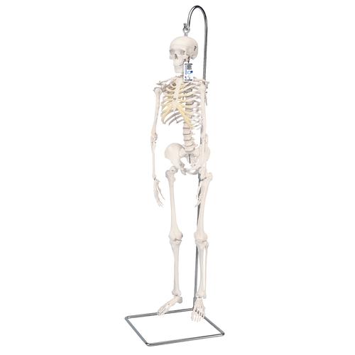 3B: Mini Human Skeleton Model Shorty on Hanging Stand, Half Natural Size - 3B