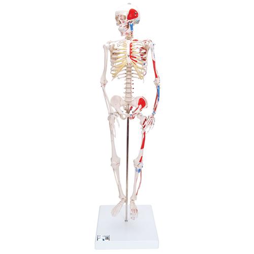 3B: Mini Human Skeleton Shorty with Painted Muscles, Pelvic Mounted, Half Natural Size - 3B