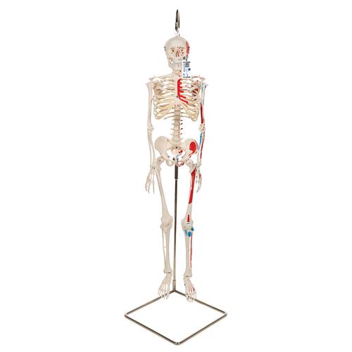 Mini Human Skeleton Shorty with Painted Muscles on Hanging Stand, Half Natural Size - 3B