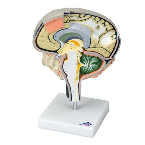Brain Section Model with Medial and Sagittal Cuts - 3B