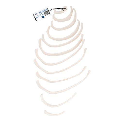 Human Ribs Modle - 3B