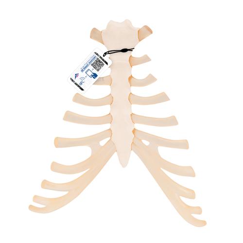 Human Sternum Model with Rib Cartilage- 3B