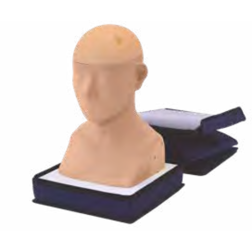 Head and Neck Palpation Trainer - Kyoto Kagaku