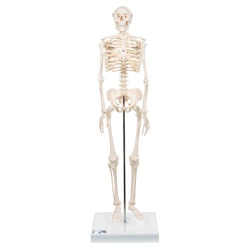 3B: Mini Human Skeleton Model Shorty, Half Natural Size - 3B