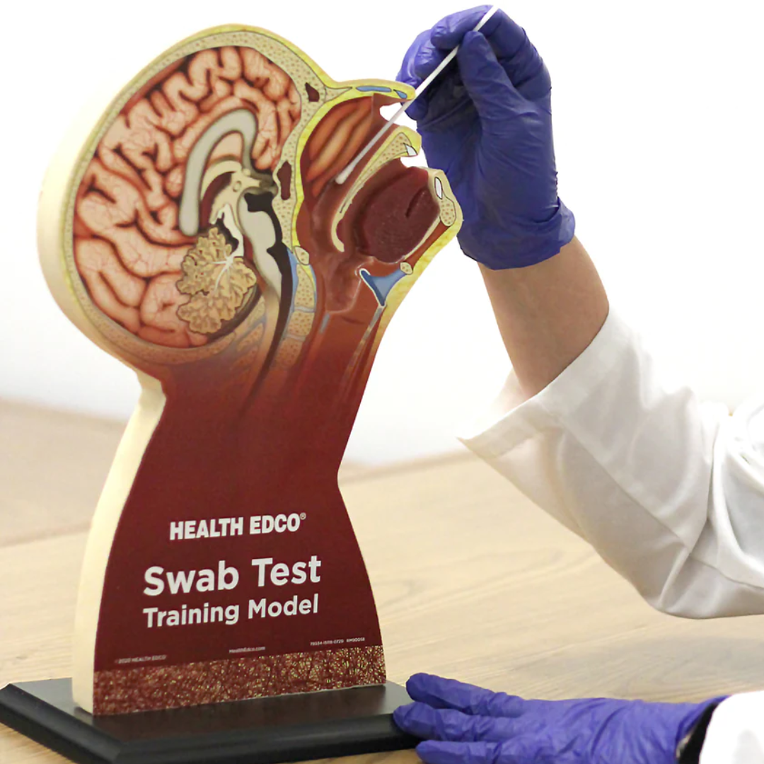 Swab Test Training Model - Nasco