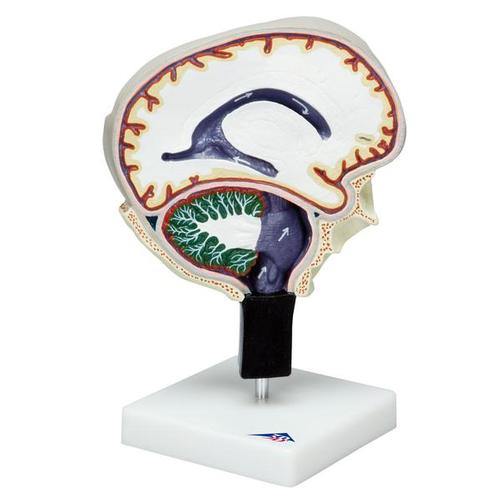 Cerebrospinal Fluid Circulation - 3B