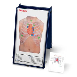 Anterior Auscultation Practice Board with Case Only - Nasco
