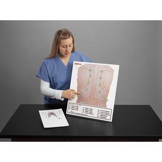 Posterior Auscultation Practice Board Only - Nasco
