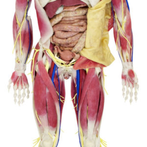 SynDaver Anatomy Model