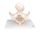 Childbirth Demonstration Pelvis