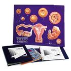 Cell to Embryo Development - Model Activity Set