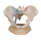 Female Pelvis with Ligaments, 3 part