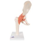 Hip Joint Model - Deluxe Functional