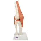 Knee Joint Model - Deluxe Functional