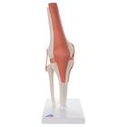 Knee Joint - Functional
