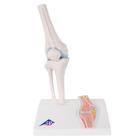 Knee Joint with cross section - Mini
