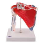 Shoulder Joint with Rotator Cuff - 5 part