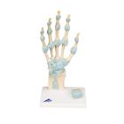 Hand Skeleton Model with Ligaments and Carpal Tunnel