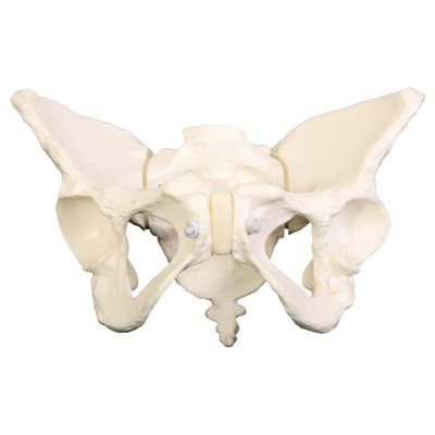 Deluxe Flexible Pelvis