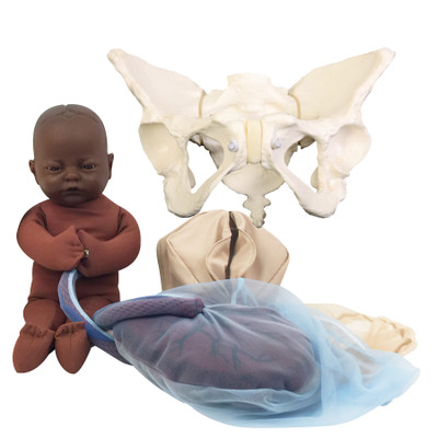 Deluxe Flexible Pelvis Model Set