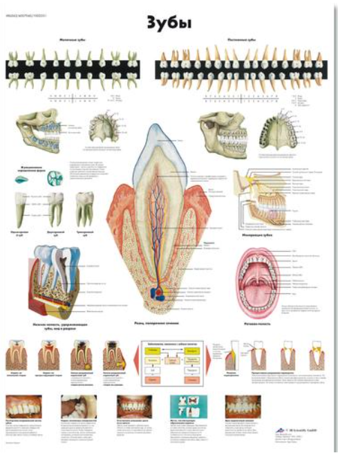 The Teeth Chart