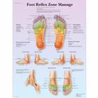 Foot Reflex Zone Massage Chart