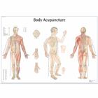 Body Acupuncture Chart