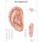 Ear Acupuncture Chart