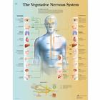 The Vegetative Nervous System Chart