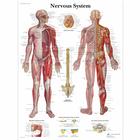 Nervous System Chart