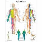 Spinal Nerves Chart