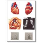 The Heart I Chart, Anatomy