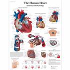 The Human Heart Chart - Anatomy and Physiology