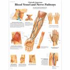 Clinically Important Blood Vessel and Nerve Pathways Chart