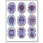 Cell Division I Chart, Mitosis