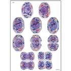 Cell Division II Chart, Meiosis